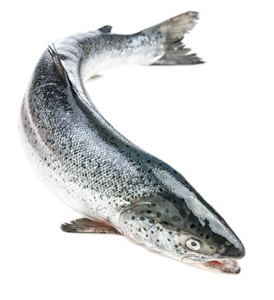 Fresh Tassal Salmon