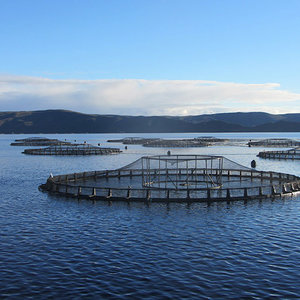 Tassal Salmon Farm